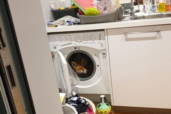 屋主回家驚見洗衣機裡有狐狸？　牠老神在在：回來啦！