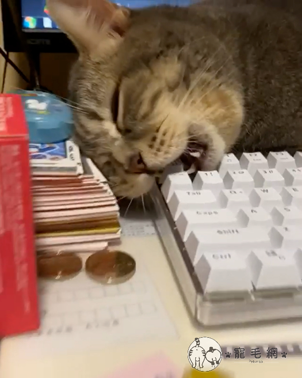 影／英國短毛貓「忘情啃鍵盤」　媽抓包笑：你知道不能吃嗎？