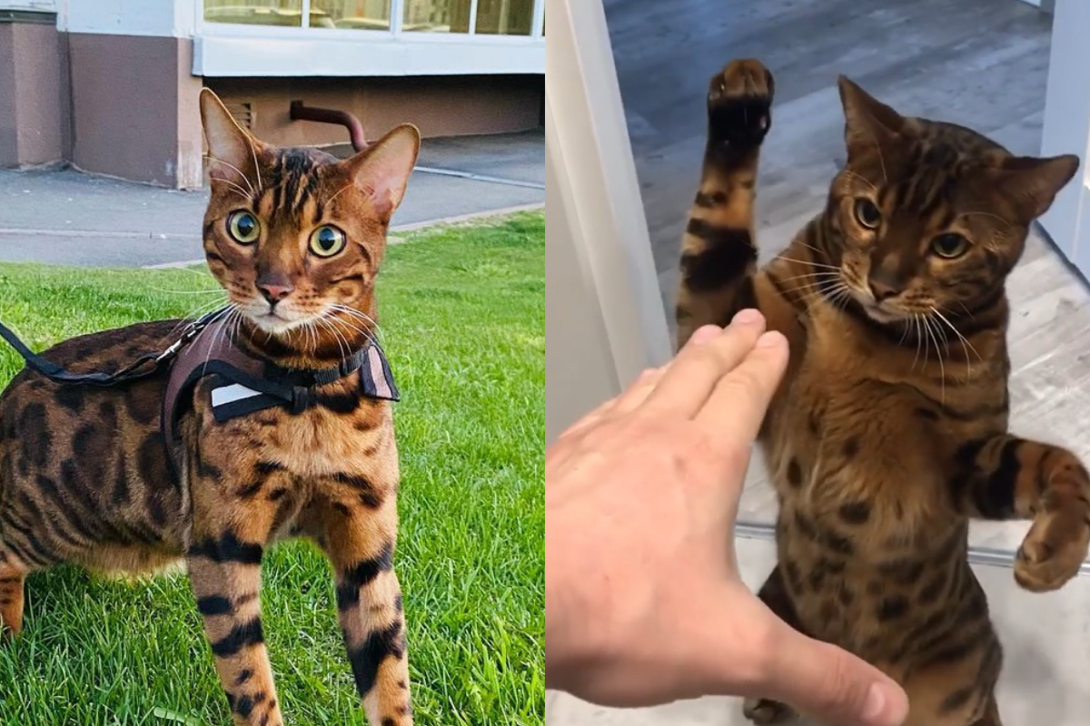 貓咪見奴才伸手想摸，表情認真不停用力拍打手背。（圖／Instagram＠ kotidiotnomer1）