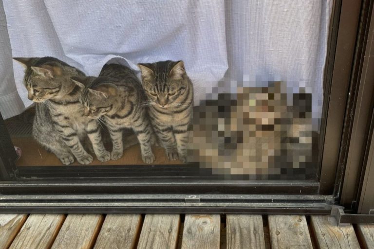 日本一名推主日前分享自家貓咪看風景的照片，卻意外引起網友熱議！（圖／twitter @tomeji1106）