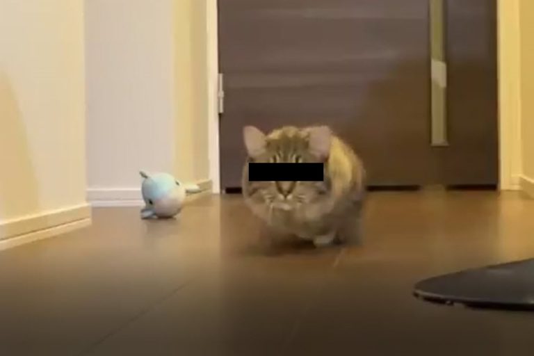 貓咪「Remu」移動時有一個很特殊的習慣，讓網友直呼以為看到定格動畫！（圖／twitter@remupichi）