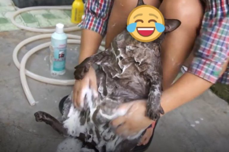 泰國一隻黑貓竟然乖乖洗澡，任由奴才對牠「上搓下洗」！（圖／美聯社 AP／Jukin Media 授權）