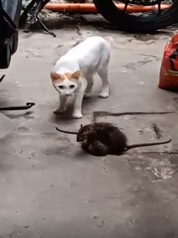 影／老鼠街頭上演全武行！貓一旁呆看　網笑：傻眼貓咪！