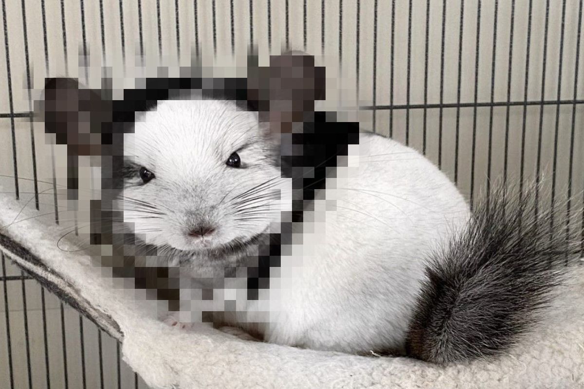 荷蘭有一隻龍貓天生自備特殊毛色！（圖／IG @chinchillamarty）