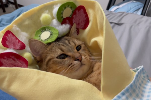 萌貓「喵喵可麗餅」還被加料網笑：看起來好欠吃！