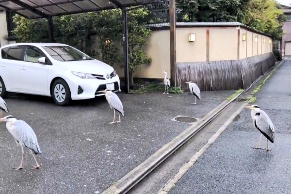 停車場前出現一群蒼鷺　網驚：還懂得保持社交距離！