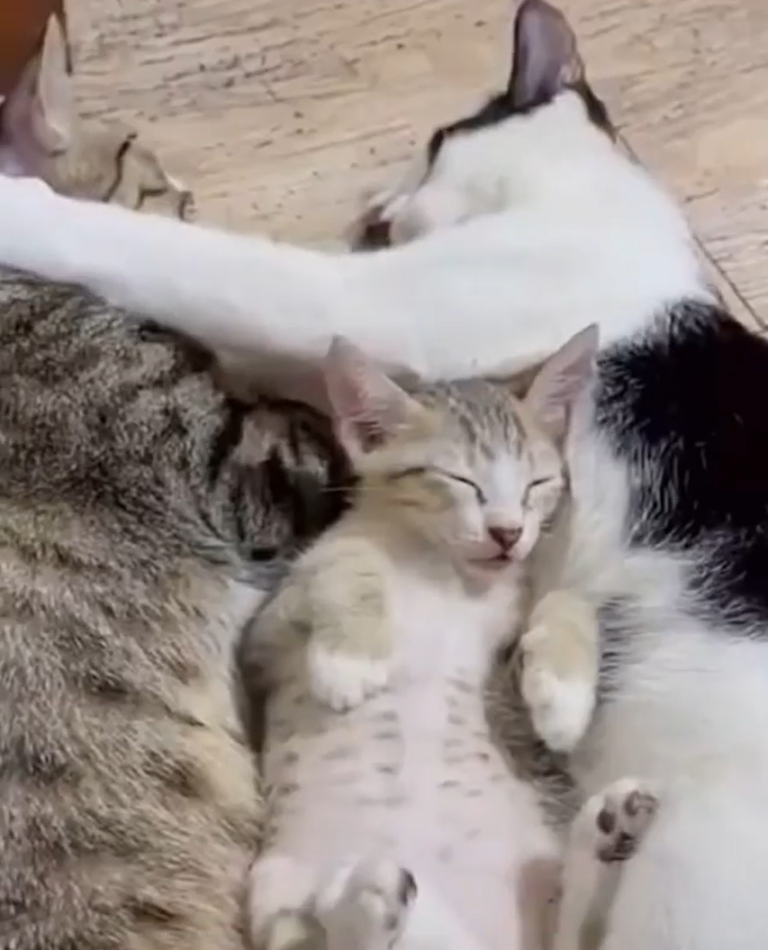 三隻貓溫馨地睡在一塊，小貓甚至睡到翻肚。（圖／Instagram＠ hana__kitty）