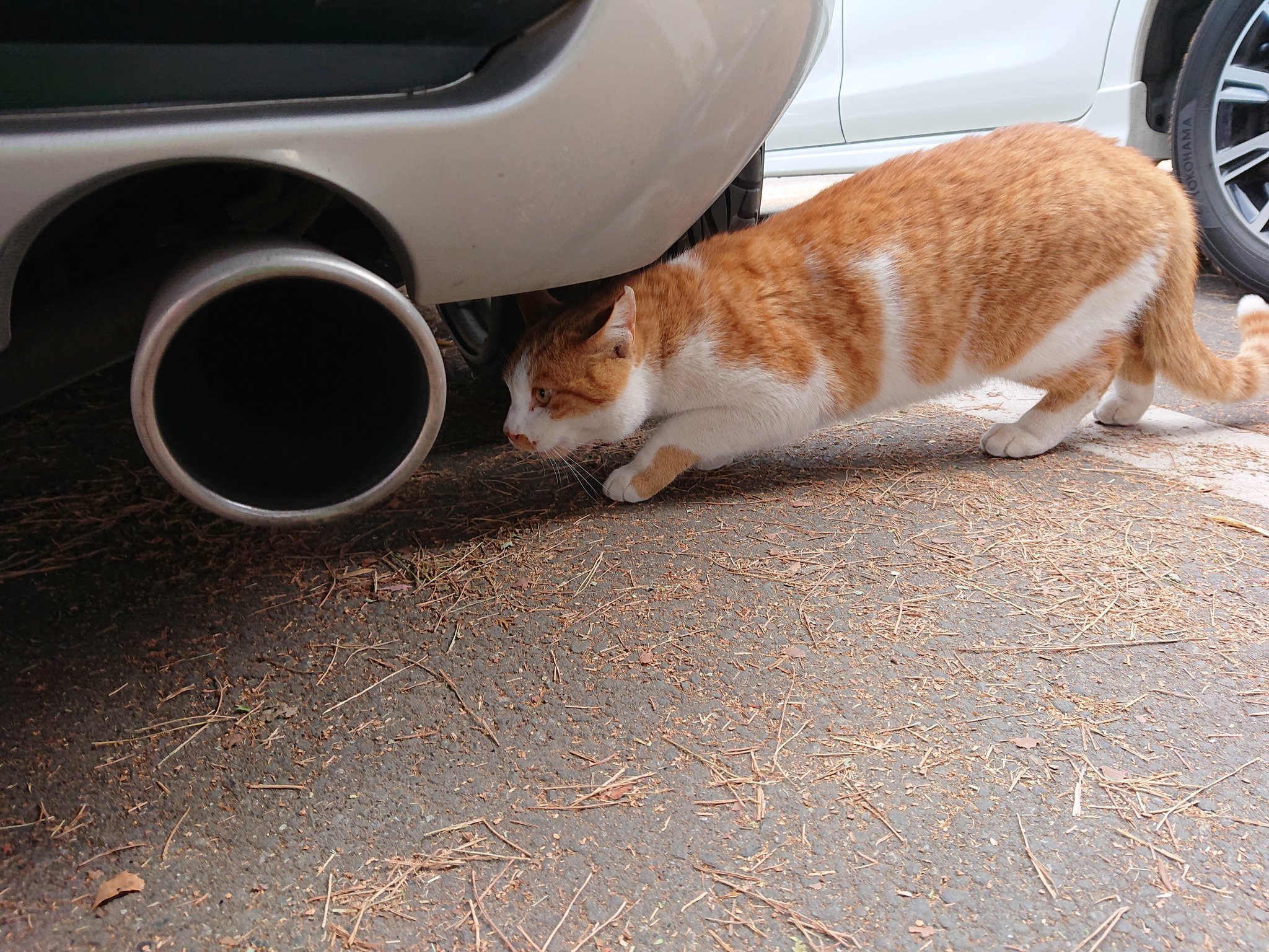 貓貓很喜歡這台車，常常鑽到車子附近。（圖／Twitter@ pe39pe）