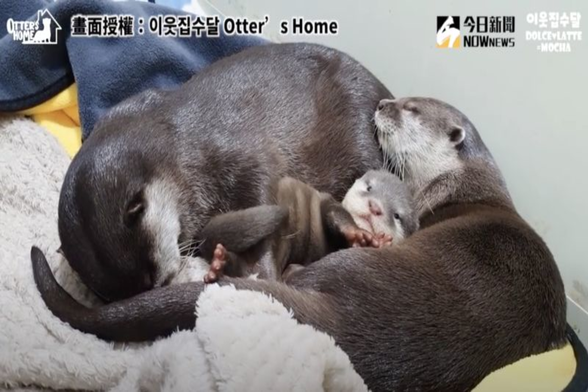 可愛的小水獺慘遭抱緊處理。（圖／이웃집수달 Otter’s Home 授權）