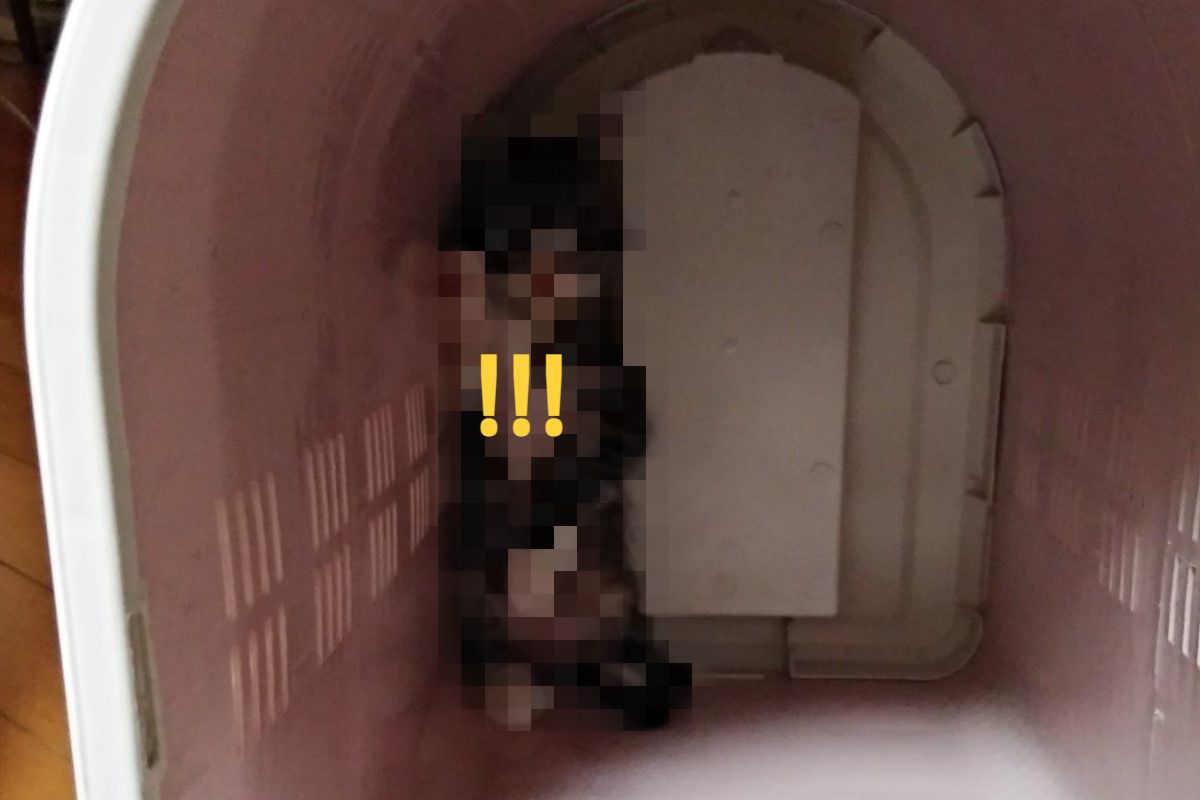 小貓第一次上獸醫院，回來竟然驚恐地縮在籠子裡！（圖／twitter @5y2jd5hT4CCECEv）