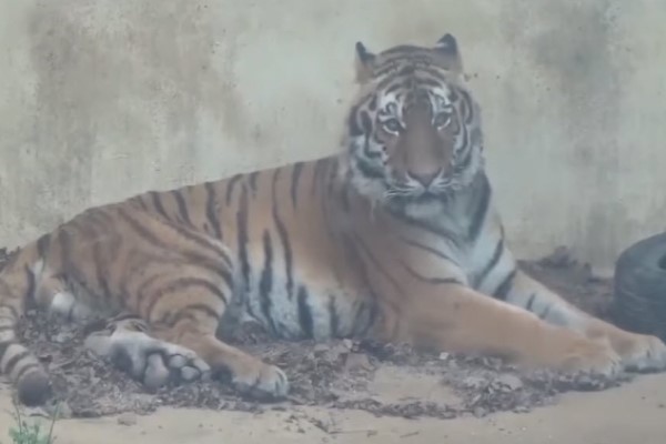 日本動物園防疫廣播狂跳針　驚醒熟睡猛虎變「懵虎」！