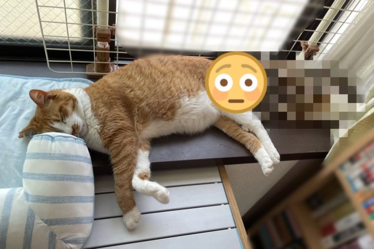 國外一名飼主看見自家貓咪以奇怪的姿勢入睡！（圖／twitter @mitoconcon）