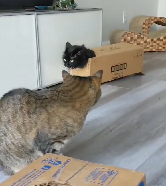 貓咪太喜歡紙箱，乾脆背在身上一起走。（圖／Instagram＠ batman_the_munchkin_cat）