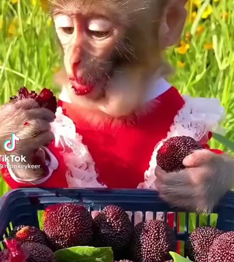猴子正專心吃莓果，嘴巴一圈都吃得紅紅的！（圖／Instagram@ monkeykeer）