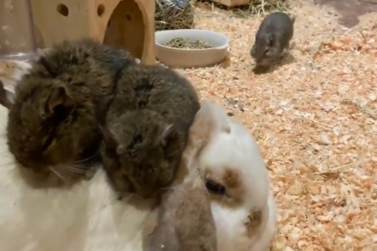 智利鼠喜歡群聚，看到夥伴們在兔兔身上，其中一隻耐不住寂寞也衝上去！（圖／Twitter@ degu74xkim） 