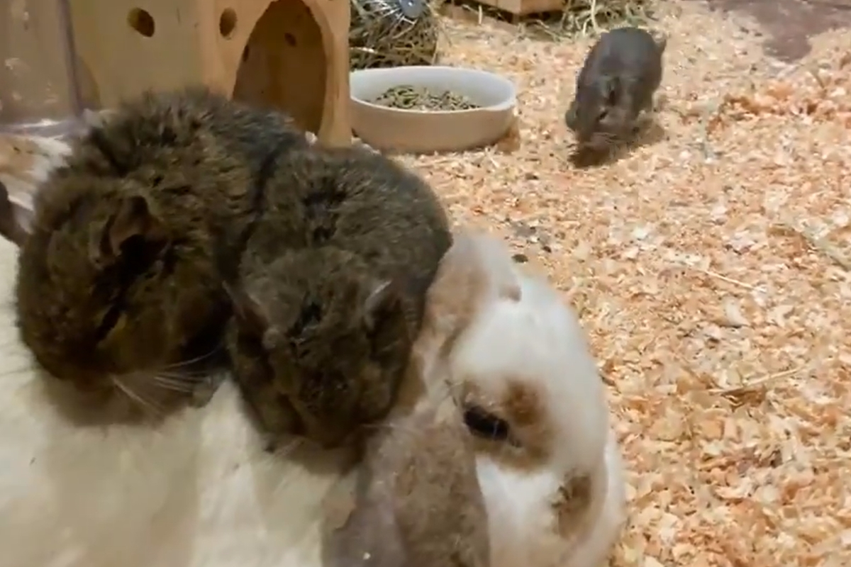 智利鼠喜歡群聚，看到夥伴們在兔兔身上，其中一隻耐不住寂寞也衝上去！（圖／Twitter@ degu74xkim） 