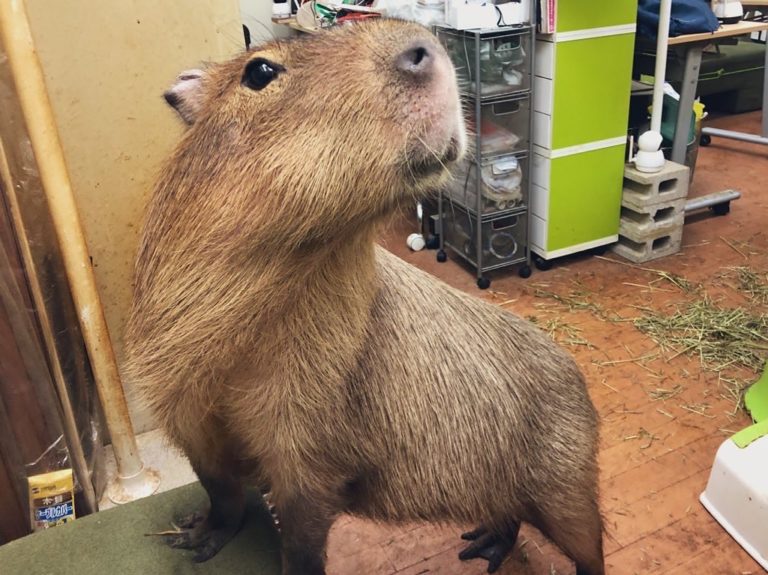 店裡的水豚君都頭好壯壯！（圖／Instagram@ capybara_land_puipui）