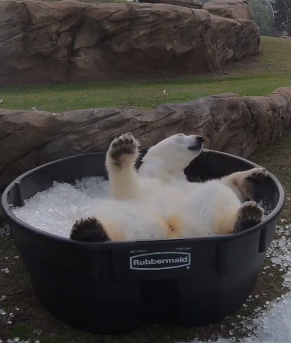 白熊：太～爽～了～（滾動）（圖／Instagram＠ oregonzoo）