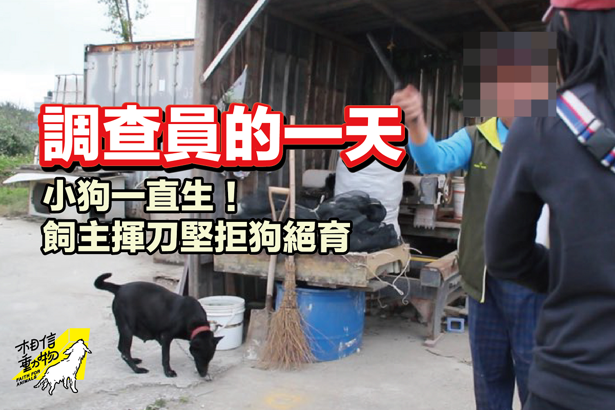 相信動物的調查員致力於北北基桃地區，執行「遊蕩犬高強度絕育計畫」。（圖／相信動物授權提供）