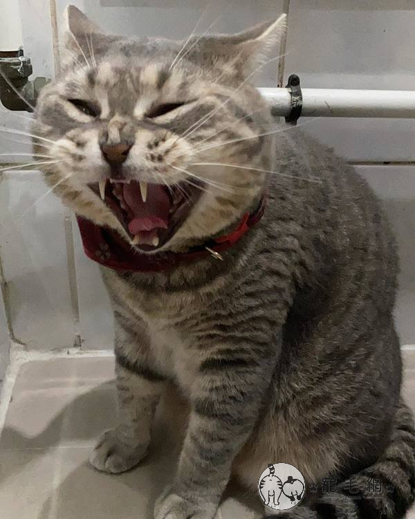 影／英國短毛貓「忘情啃鍵盤」　媽抓包笑：你知道不能吃嗎？