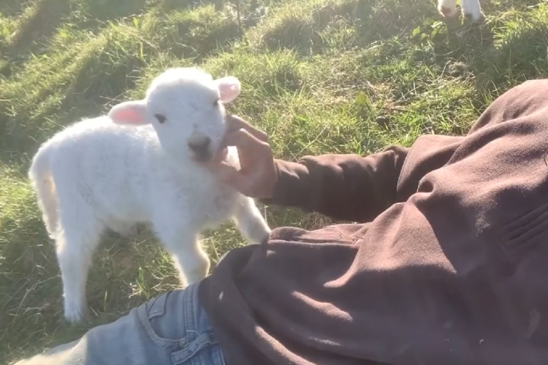 小白羊非常享受人類的撫摸，對人類停止的動作很不滿！（圖／Youtube＠ Lee Walters） 