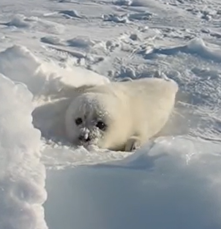 長相呆萌的海豹寶寶在雪地中爬行著。（圖／Youtube@ abi8080）