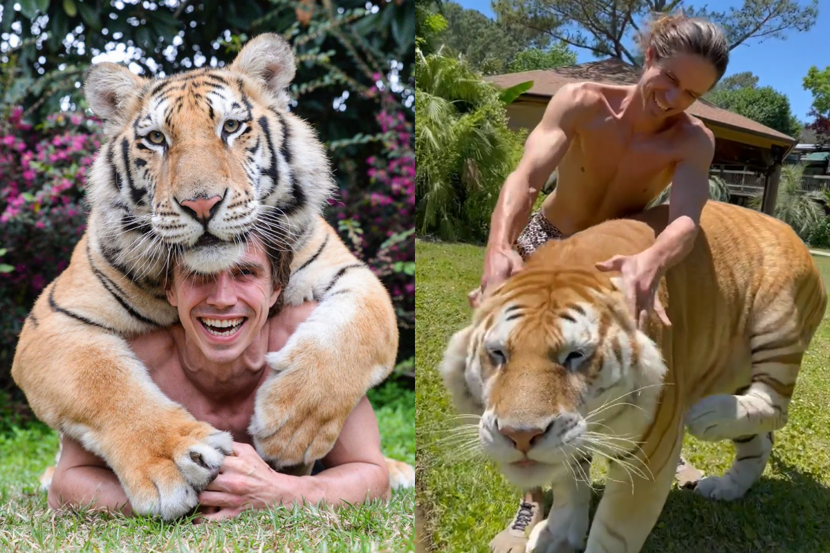 人類幫忙搔耳朵時，老虎舒服地後腳狂踢。（圖／Instagram＠ kodyantle） 