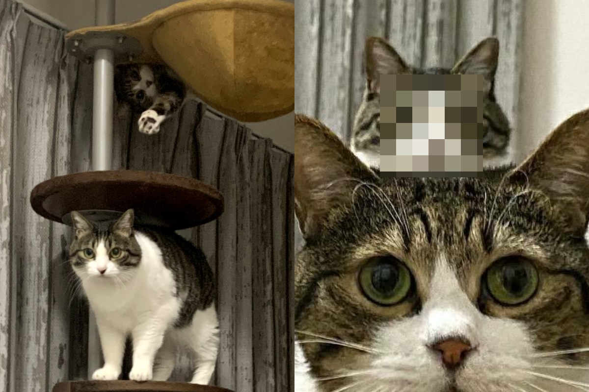 兩隻虎斑貓疊在一起看奴才，就像被複製貼上一般。（圖／Twitter＠ TsuyoshiWood） 