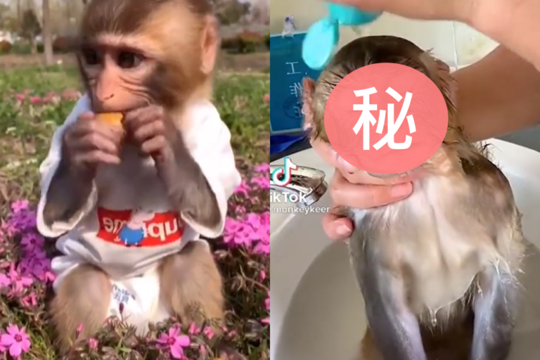 飼主幫寵物猴洗澡，牠害怕到咬緊門牙催促！（圖／Instagram@ monkeykeer）