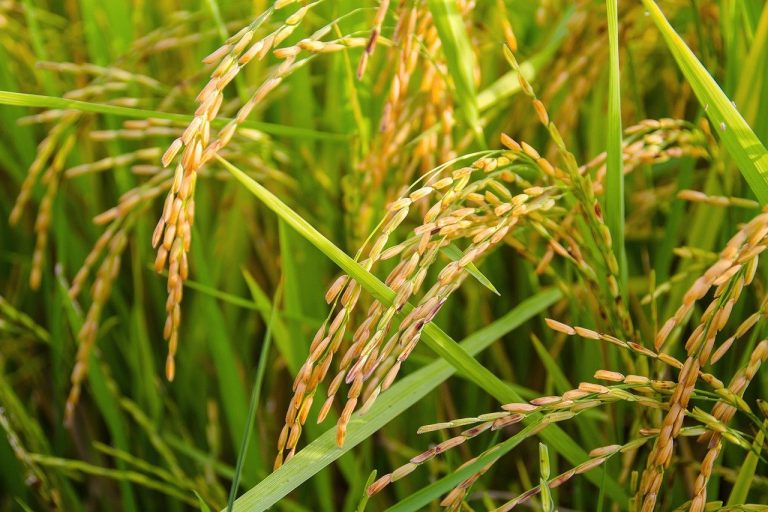 ▲「小滿」代表稻穀將結實成熟，天氣也將更濕熱，這個節氣也會帶來好運氣。（圖／取自PIXABAY）