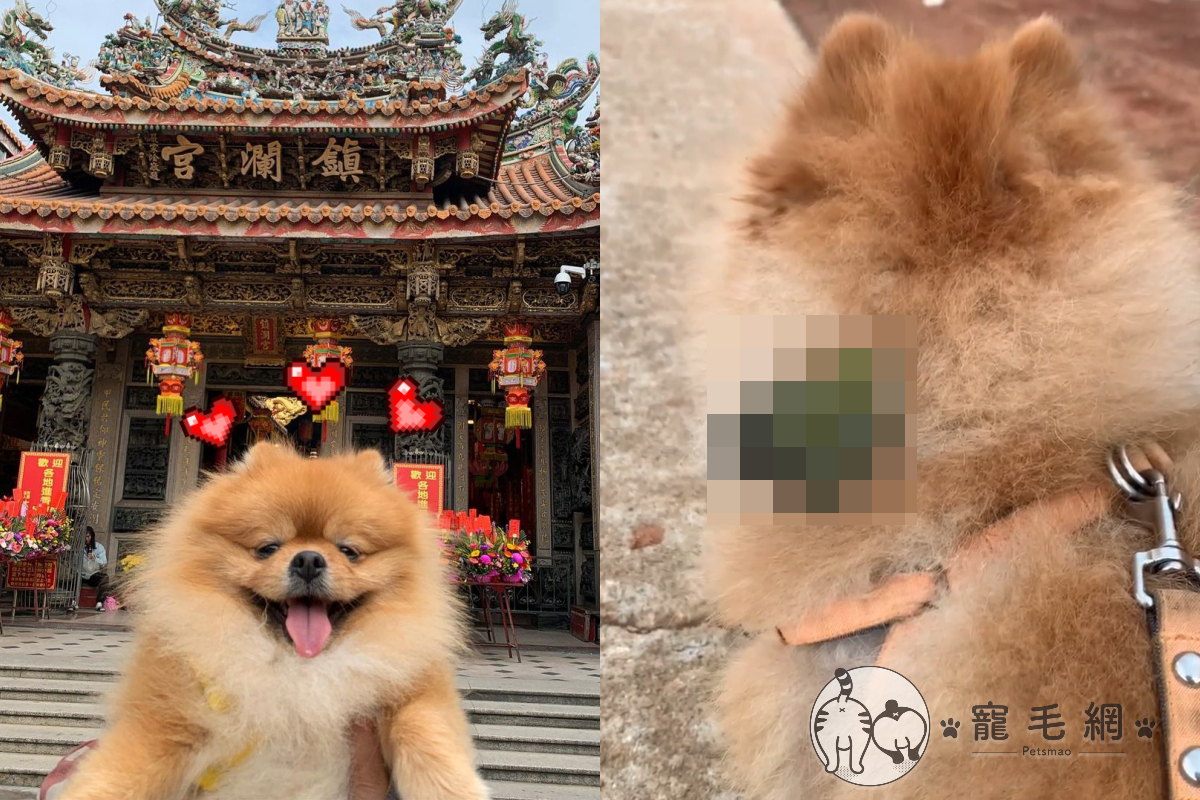 博美在路上散步時，突然被小鳥選上當「移動鳥巢」！（圖／Instagram@ tsai_tsai_1020授權提供） 