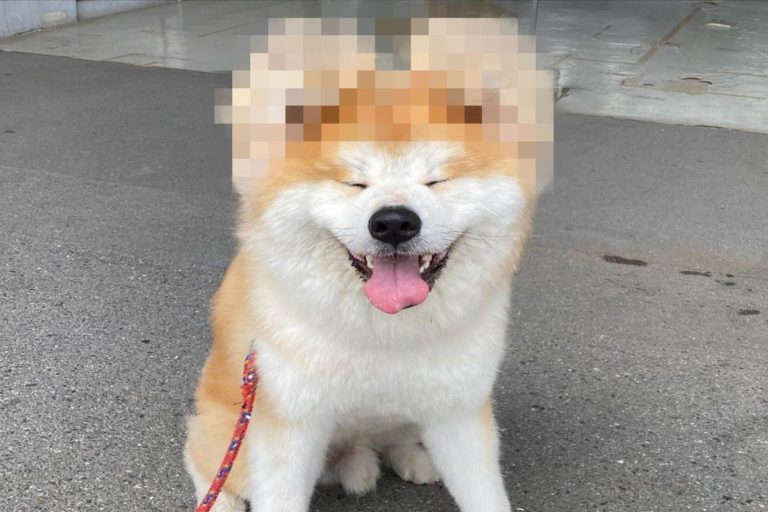 日本一隻秋田犬有一對相當奇特的耳朵，連飼主也直呼不可思議！（圖／IG @yanagida_bob_akita）