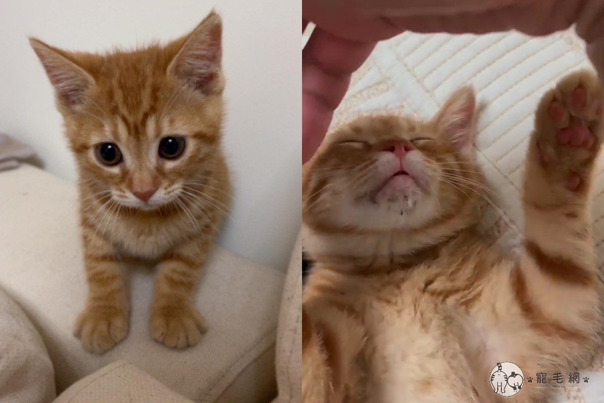 小奶貓與奴才玩著玩著，突然斷電睡著。（圖／網友Po Yu授權提供）