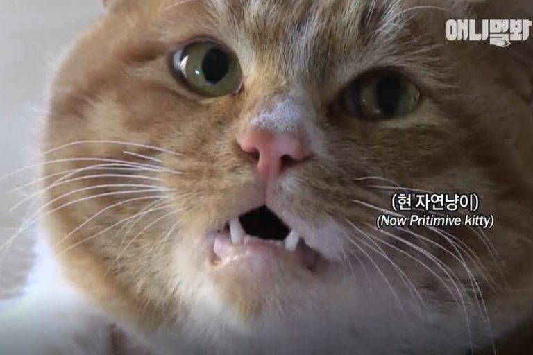 韓國一隻圓臉橘白貓總是跟著一名住在山區的大叔。（圖／YT @SBS TV Animal Farm x Animal Look）
