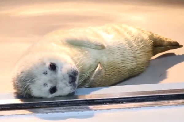 日本動物園出生21天小海豹初亮相　網笑：以為是炸蝦天婦羅！