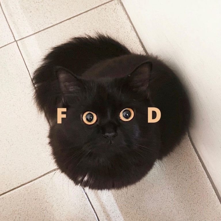 沒錯，當貓咪看著你時，這意味著牠們要FOOD（食物）。（圖／Instagram＠ xoxolunagirl）
