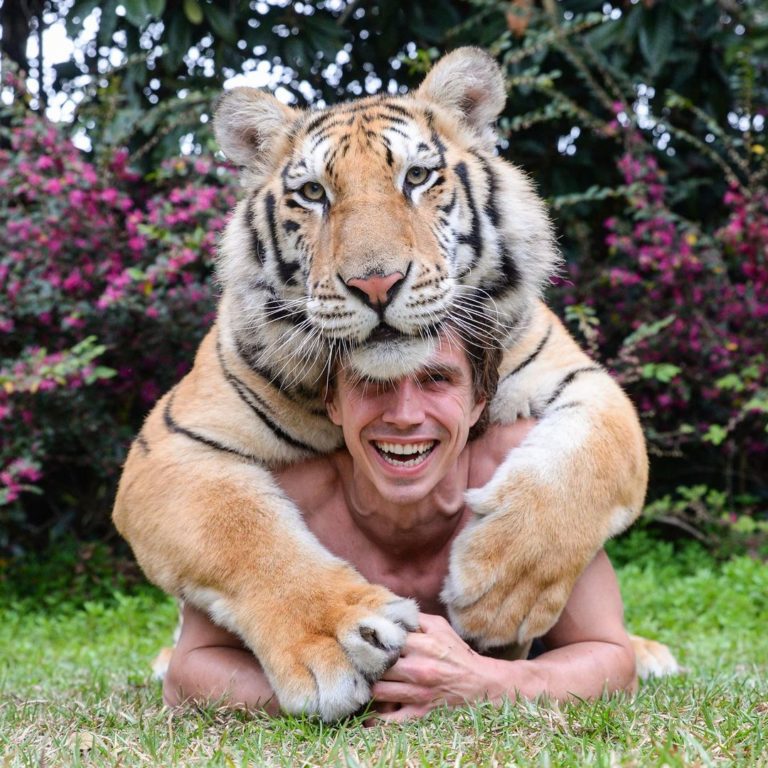老虎整隻趴在男子身上，親密無間。（圖／Instagram＠ kodyantle）