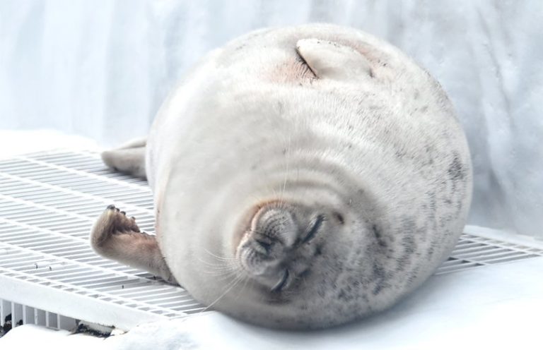 小海豹上一張的睡臉跟這張的媽媽一模一樣。（圖／Twitter@ Osaka_Kaiyukan）