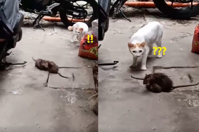 菲律賓街頭日前發生一起老鼠打架的鬥毆事件，目擊者是一隻寵物貓！（影／美聯社 AP+Viralpress授權）