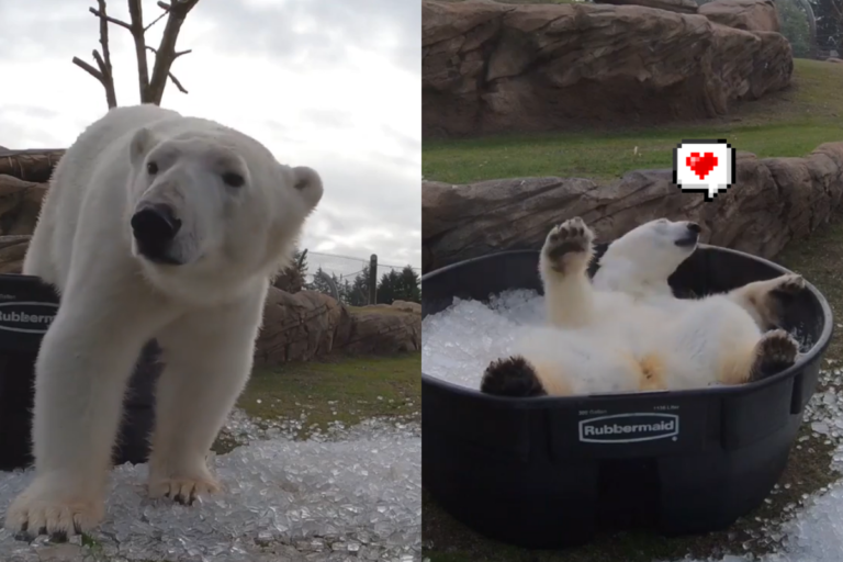 動物園提供冰桶澡盆，白熊在裡頭玩到翻肚！（圖／Instagram＠ oregonzoo） 