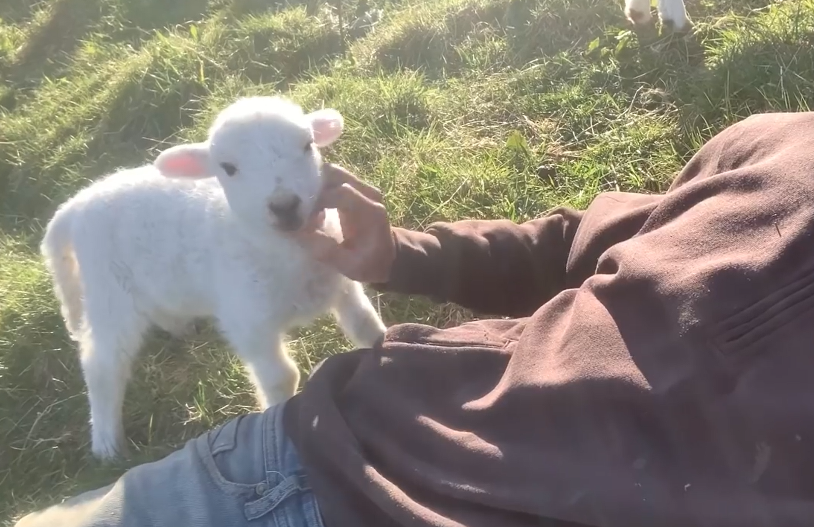 羊羊很滿意人類的撫摸。（圖／Youtube＠ Lee Walters）
