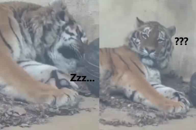 日本動物園日前發生廣播跳針事件，讓一隻原本在睡覺的東北虎突然驚醒並且滿臉疑惑！（圖／twitter @koraku_13）