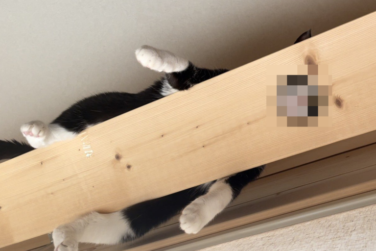 賓士貓爬上橫桿，將頭擺在木片上的孔中偷看。（圖／Twitter@ nekohinoki） 