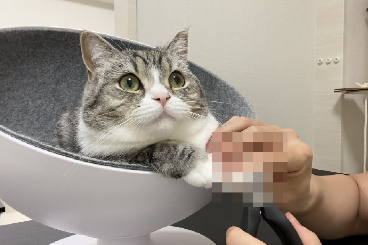 趁貓咪專心看電視，奴才偷偷拿出指甲剪！（圖／Twitter＠ catmotimaru） 