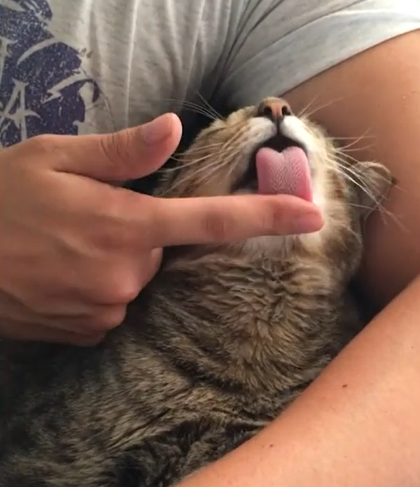 貓：要再摸的話，先讓我舔上一口！（圖／Youtube＠ Caters Clips）
