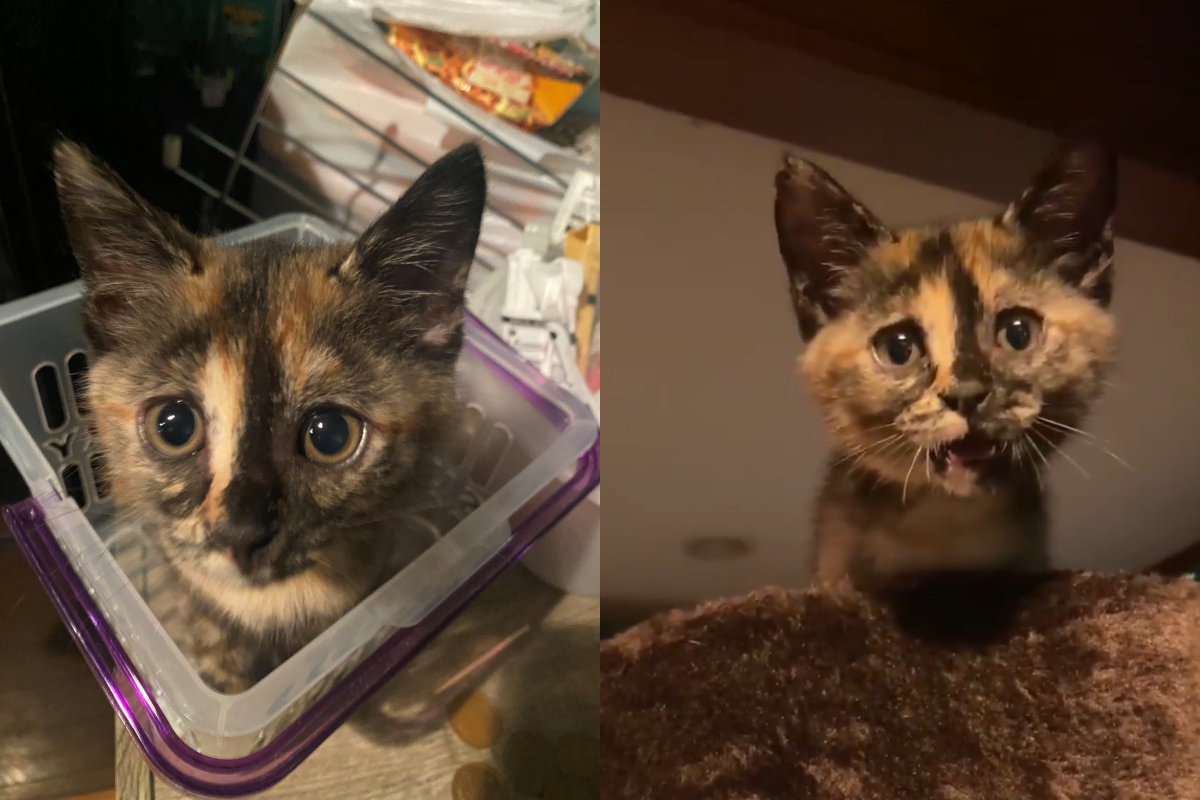 貓咪被困在貓跳台，不停朝奴才喵喵叫呼救。（圖／Twitter＠ mahirokunmeetme）