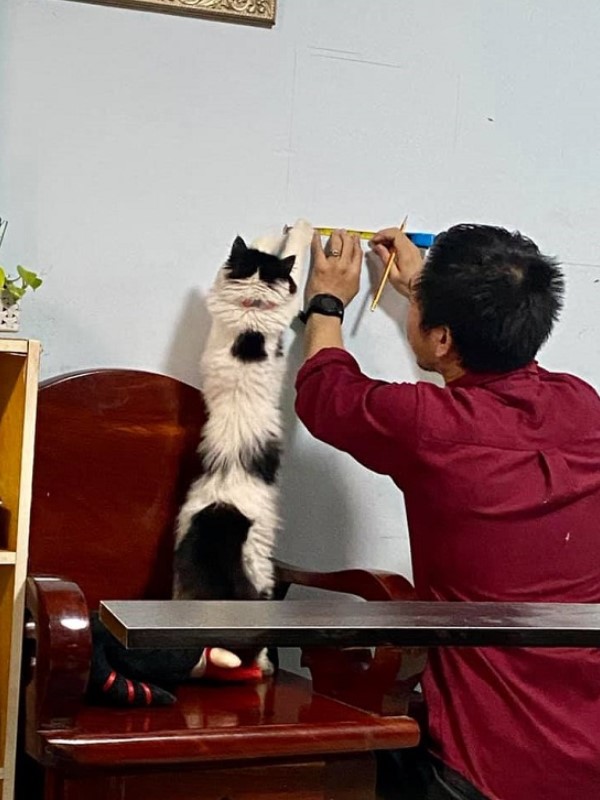 男子拿量尺在牆上測量　貓皇見狀立刻「出喵掌」：偶幫你！