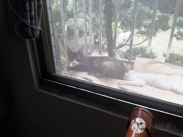 高雄昨天上午大雨直下，貓咪們又來拜訪了！（圖／貓咪社團網友授權提供）