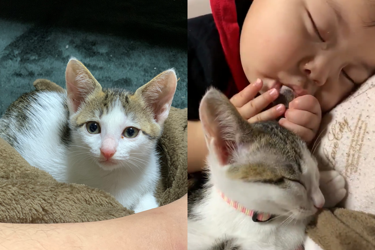 男孩吸手指時不忘邊配貓耳朵。（圖／Twitter＠ odyssey_3333 ） 