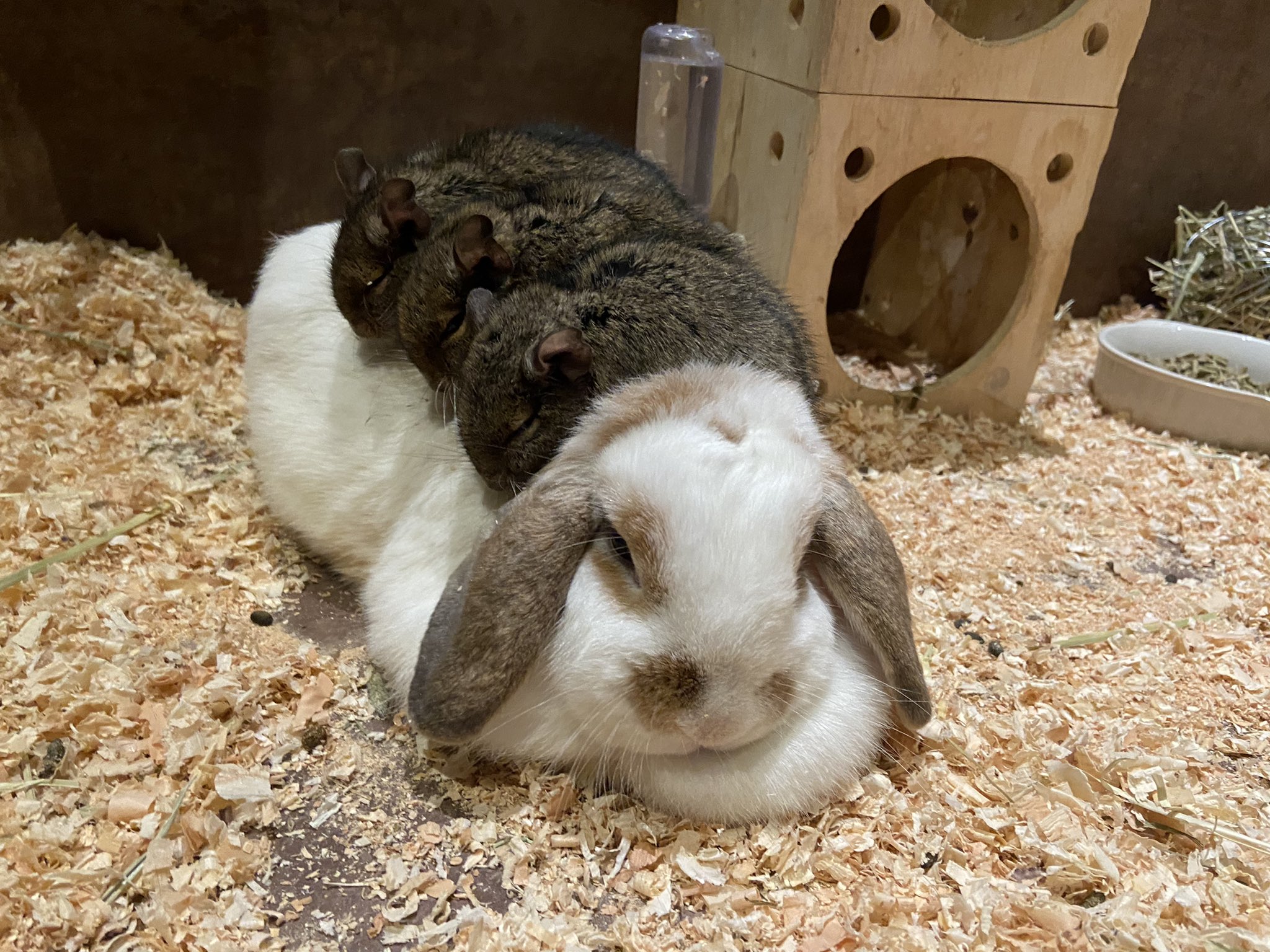 平常三隻智利鼠會一起窩在兔兔的身上「饋燒」睡覺。（圖／Twitter@ degu74xkim）